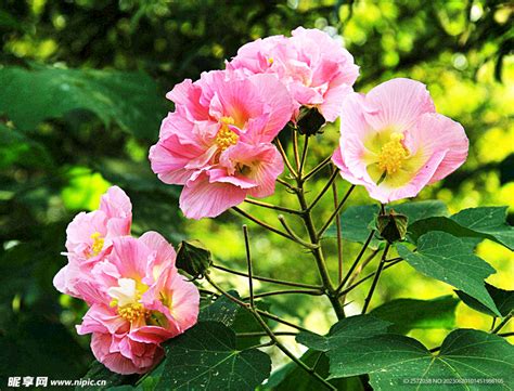 芙蓉養殖|芙蓉